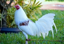 Cách Lựa Chọn Gà Đá Làm Giống Chuẩn và Hiệu Quả