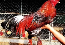 Dịch Vụ Nhận Nuôi và Chăm Sóc Gà Chế Độ Đá Chuyên Nghiệp