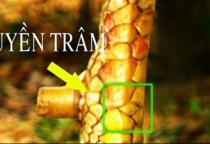 CÁCH XEM VẢY GÀ VÀ NHỮNG ĐIỀU CẦN BIẾT