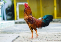 NUÔI GÀ CHẾ ĐỘ ĐÁ HIỆU QUẢ | LỊCH CHĂM SÓC TỪ THỨ 2-CHỦ NHẬT