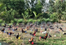 NUÔI GÀ MÙA MƯA VÀ NHỮNG ĐIỀU CẦN BIẾT