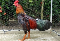 CÁC LOẠI THUỐC CẦN CÓ TRONG TỦ KHI NUÔI GÀ VÀO MÙA MƯA