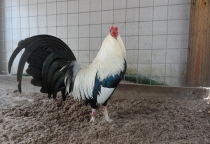 Hướng Dẫn Chi Tiết Cách Nuôi Gà Tơ Nở Tối Đa Khung Xương Dành Cho Người Mới Nuôi Gà