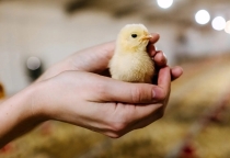 Cách Xử Lý Gà Con Cắn Mổ Nhau Hiệu Quả – Bí Quyết Cho Người Nuôi Gà Thành Công