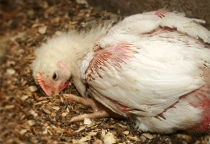 Bệnh Cầu Trùng Ở Gà: Nguyên Nhân, Triệu Chứng Và Cách Điều Trị Hiệu Quả