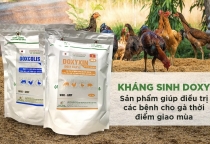 Hướng Dẫn Phòng Ngừa Bệnh Thường Gặp Khi Nuôi Gà Đá