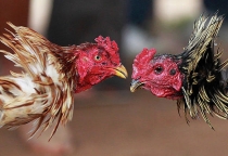 Dịch Vụ Nuôi Gà Chuyên Nghiệp – Giải Pháp Toàn Diện Cho Người Không Có Thời Gian Và Kinh Nghiệm