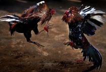 Dịch Vụ Nuôi Gà Chuyên Nghiệp – Giải Pháp Toàn Diện  Cho Người Đam Mê Gà Đá