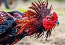 Gà Đá Bổn Mẻ Giỏi Là Gì? Bí Quyết Chọn Gà Tại Trại Uy Tín 