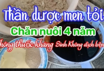 Cách Ủ Men Tỏi Cho Gà Đúng Chuẩn – Bí Quyết Tăng Sức Khỏe Và Hiệu Suất Cho Gà Đá 
