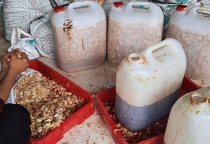 Lợi Ích Tuyệt Vời Của Men Tỏi Đối Với Gà Đá – Bí Quyết Chăm Sóc Gà Hiệu Quả