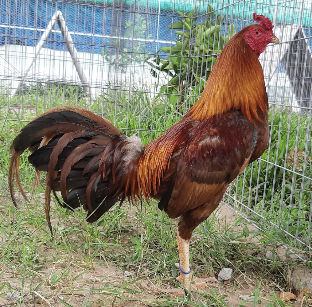 Gà Kha Minh Mỹ: Dòng gà đá tốc độ và sức bền đỉnh cao