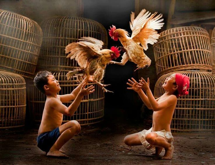 Hướng Dẫn Lựa Chọn Gà Đá Hay và Chất Lượng​