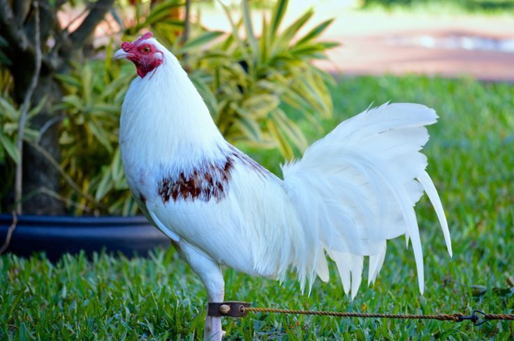 Cách Lựa Chọn Gà Đá Làm Giống Chuẩn và Hiệu Quả