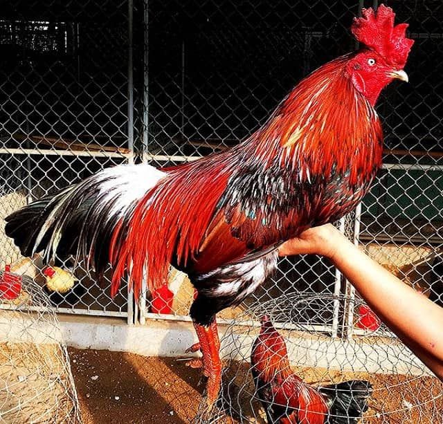 Dịch Vụ Nhận Nuôi và Chăm Sóc Gà Chế Độ Đá Chuyên Nghiệp