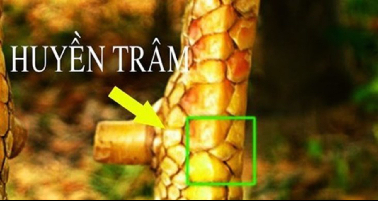 CÁCH XEM VẢY GÀ VÀ NHỮNG ĐIỀU CẦN BIẾT