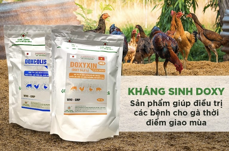 Hướng Dẫn Phòng Ngừa Bệnh Thường Gặp Khi Nuôi Gà Đá