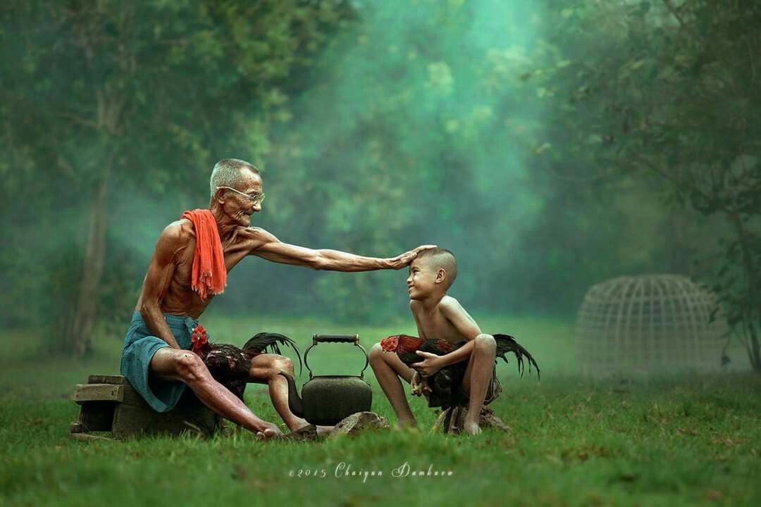 Bí Quyết Nuôi Gà Đá Pin Tốt Và Luyện Tay Dẻo Dai