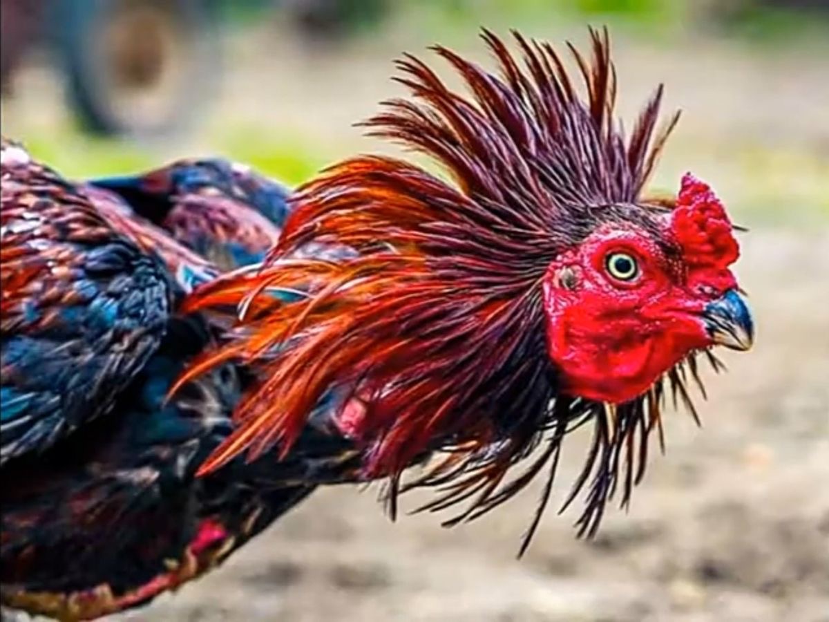 Gà Đá Bổn Mẻ Giỏi Là Gì? Bí Quyết Chọn Gà Tại Trại Uy Tín 