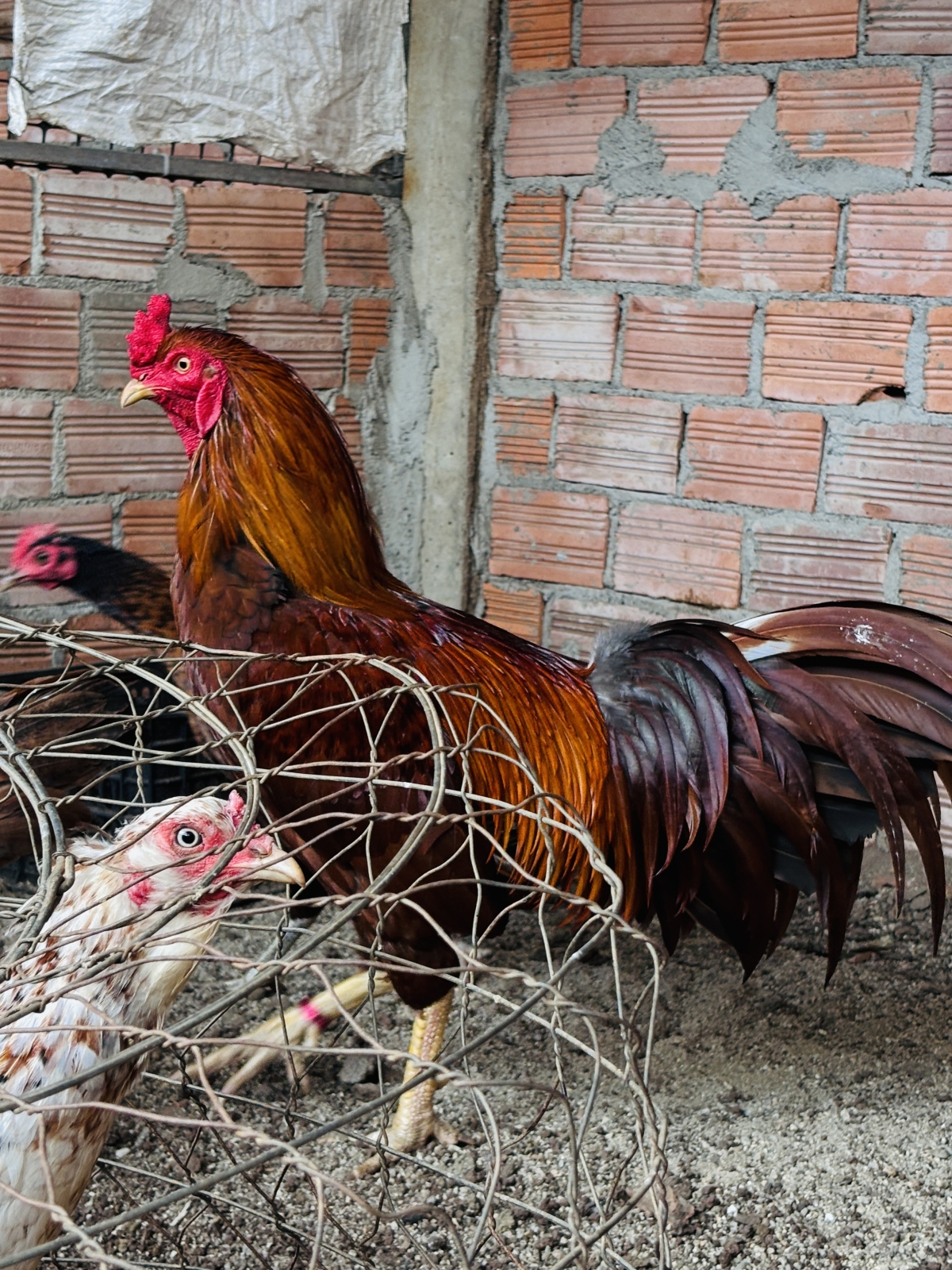 GÀ KHÉT KHAMIN – TINH HOA GÀ ĐÁ THÁI LAN