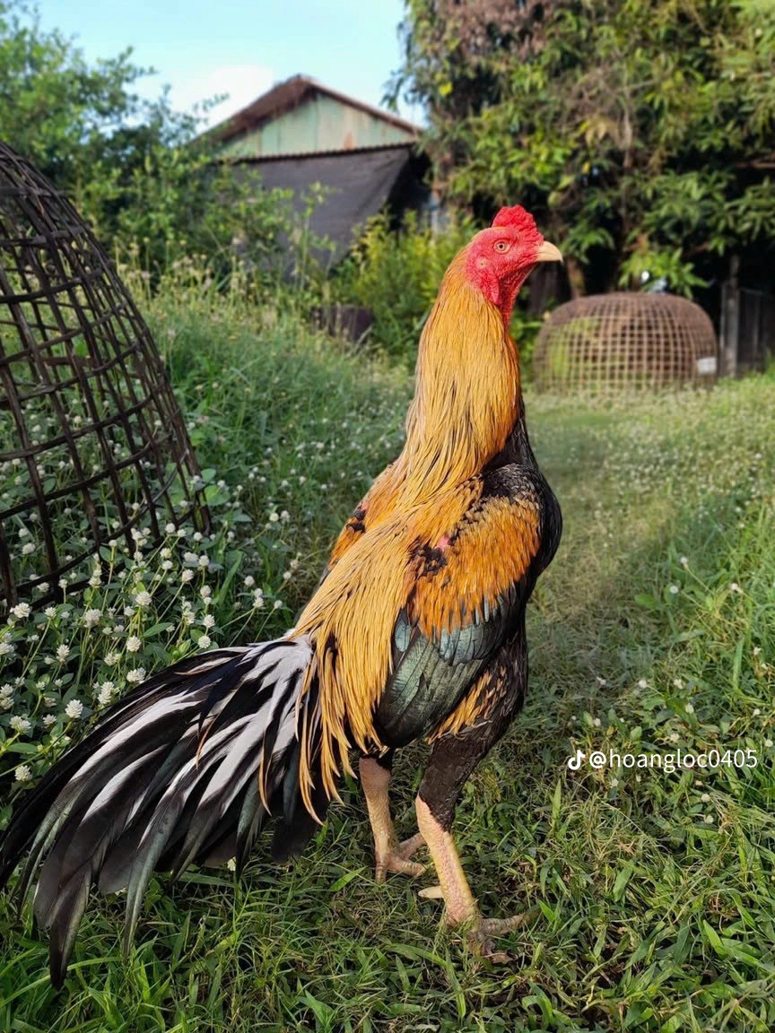 Gà Đá Mỹ Ấn Độ (Asil Mỹ) – Chiến Kê Hoàn Hảo Kết Hợp Sức Mạnh Và Tốc Độ