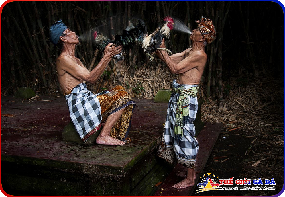 Trại Gà Đá Uy Tín – Lựa Chọn Hàng Đầu Cho Những Chiến Kê Đẳng Cấp